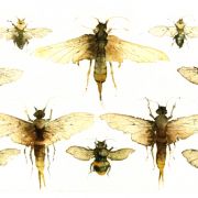 KO.25 sawflies  bumblebees
