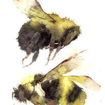 two bumble bees KO15