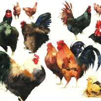 Chicken Sampler