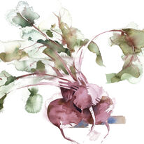 KO.95 beetroot