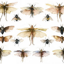 KO.55 booth museum bugs