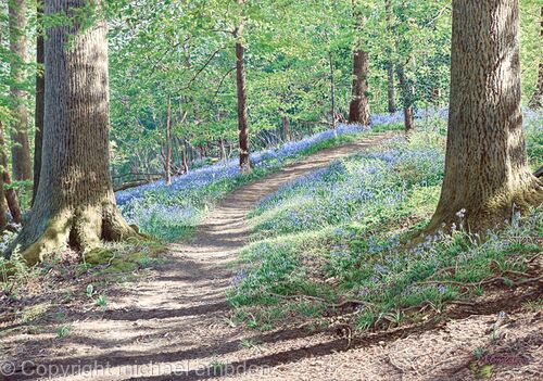 Bluebell Wood    