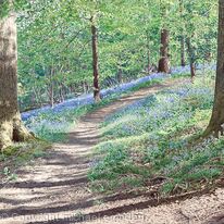 Bluebell Wood    