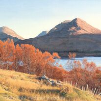 Red Birches