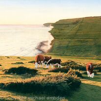 Cliffs and Cows