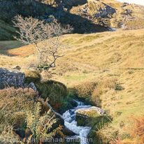 Mountain Spring