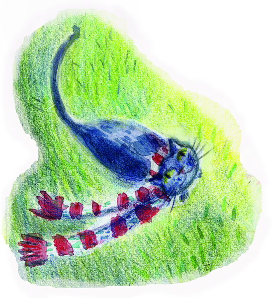 cat and scarf