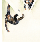 chimps4_72dpi