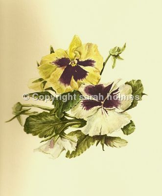 Pansies