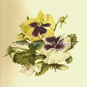 Pansies