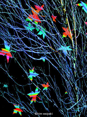 tree dreams 6