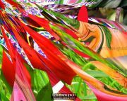 wildflower 3