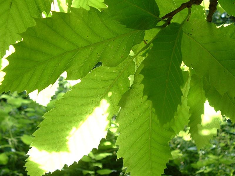 Sweatchestnut