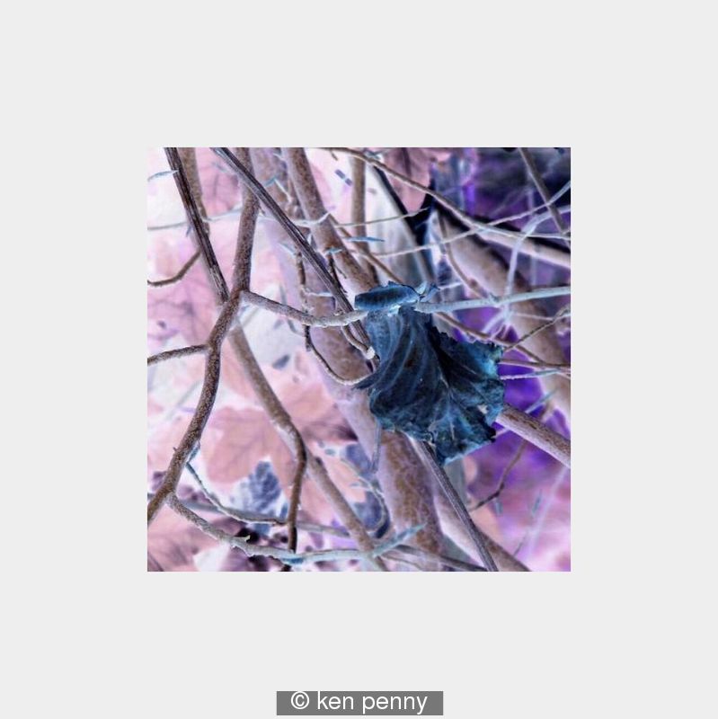 TRAP LEAF      Price includes PP