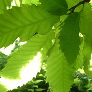 Sweatchestnut