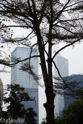 HSBC from the gardens