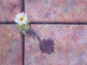 54 Pavement Art 1 - Daisy