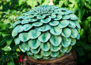 Lime Green Pom Pom