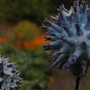 globe thistle detail