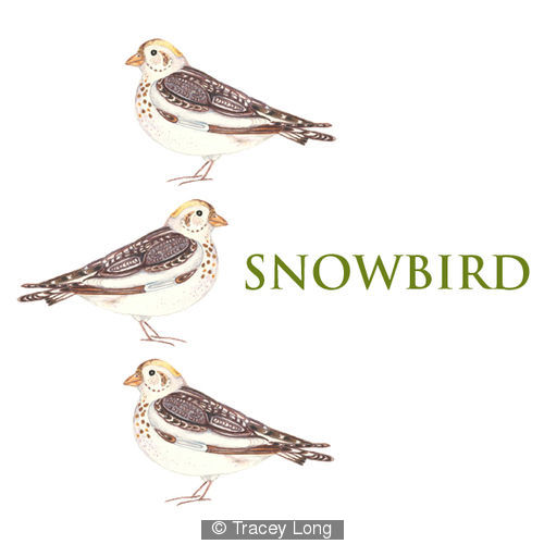 Snowbird