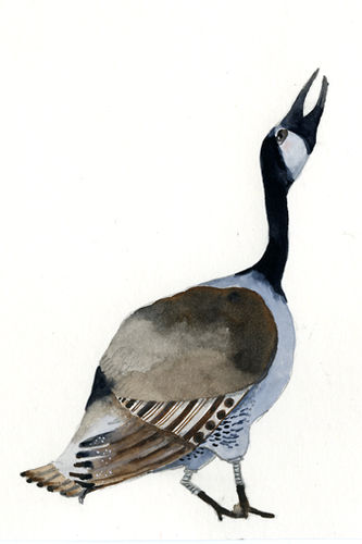 Canadian Goose