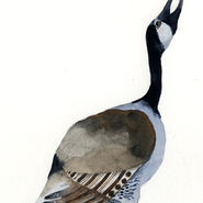 Canadian Goose