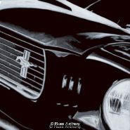 mustang #1
