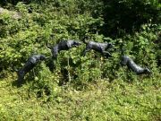 Leaping Dogs