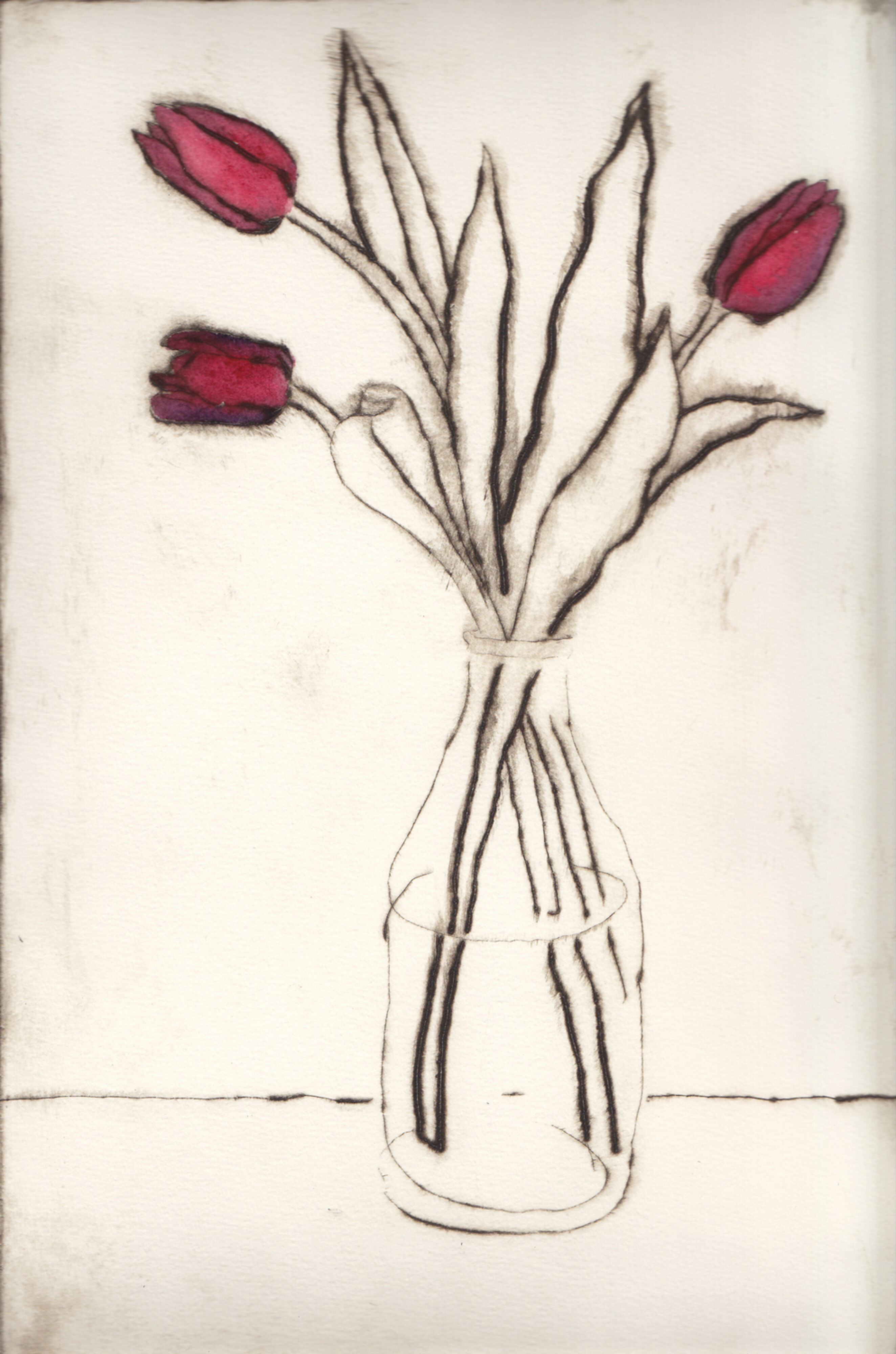 tulipa