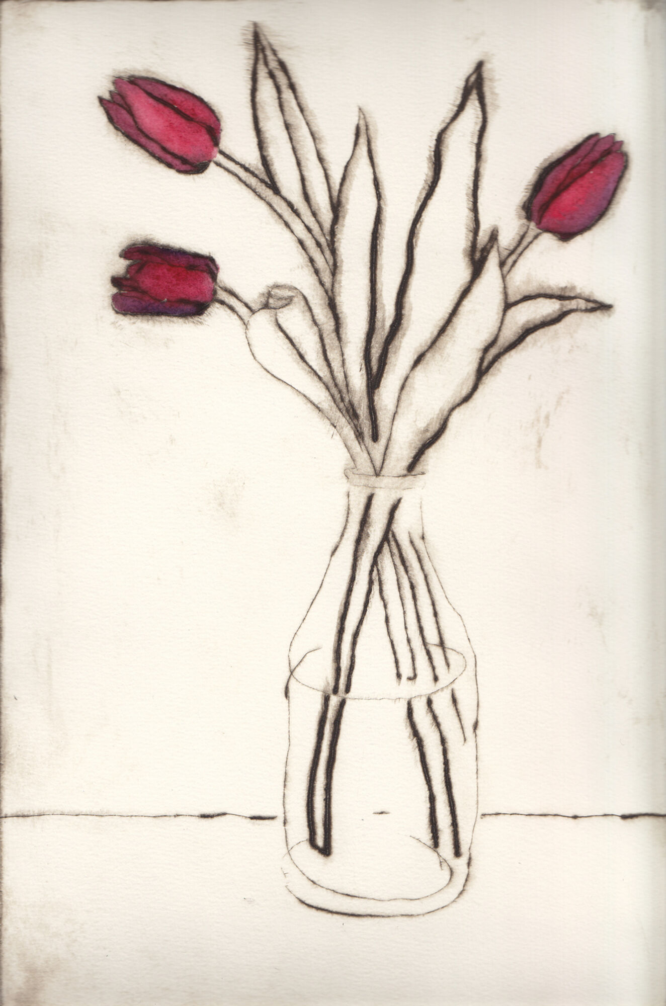 tulipa