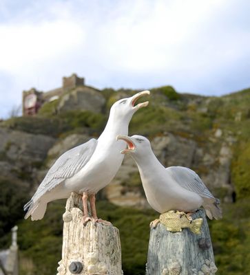 Jackie Summerfield, Seagulls