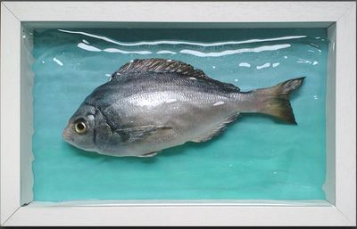 Simon Royer: Brighton Bream