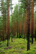 Jai Lusser, Woodland
