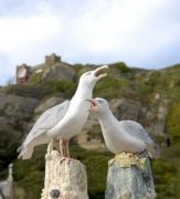 Jackie Summerfield, Seagulls