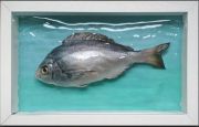 Simon Royer: Brighton Bream