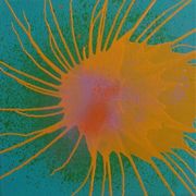 Mint with Yellow Splat
