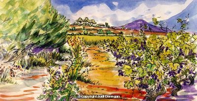 Vineyard Pinet Languedoc