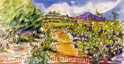 Vineyard Pinet Languedoc
