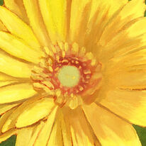 Daisy Burst