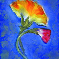 Carnation