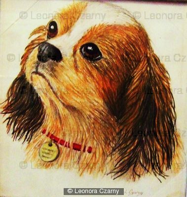 King Charles Spaniel 