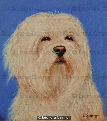 Maltese 