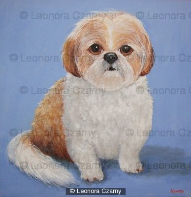 Shih Tzu 