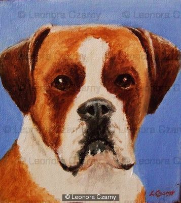 Boxer 