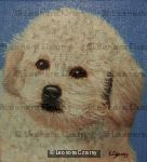 Bichon Frise Freddie