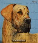 Great Dane 