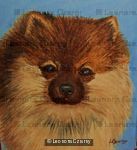 Pomeranian 