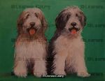 Collie Brothers