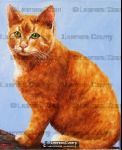 Ginger Cat
