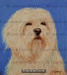 Maltese 